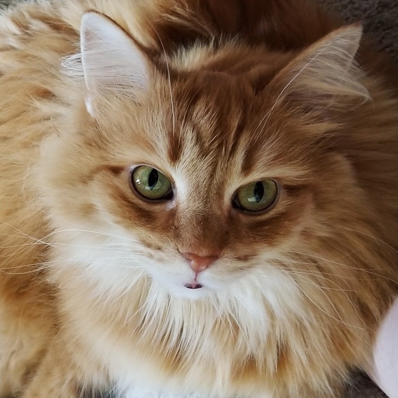 Meet Your Posher 😸 TheNerdyKitten 🐈 - Picture 2 of 4